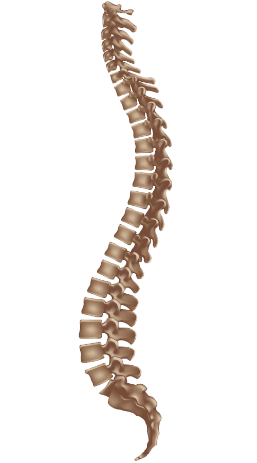 Spinal Nerve Spinal Cord Vertebral Column Nerve Root Anatomy Png Free ...